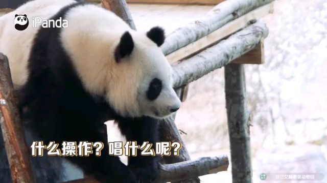 芬兰动物园给熊猫过中秋 请来合唱团